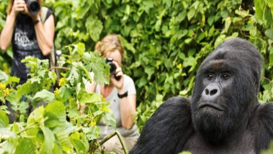 Visitors trekking mountain gorilla in Rwanda’s Volcanoes National Park
