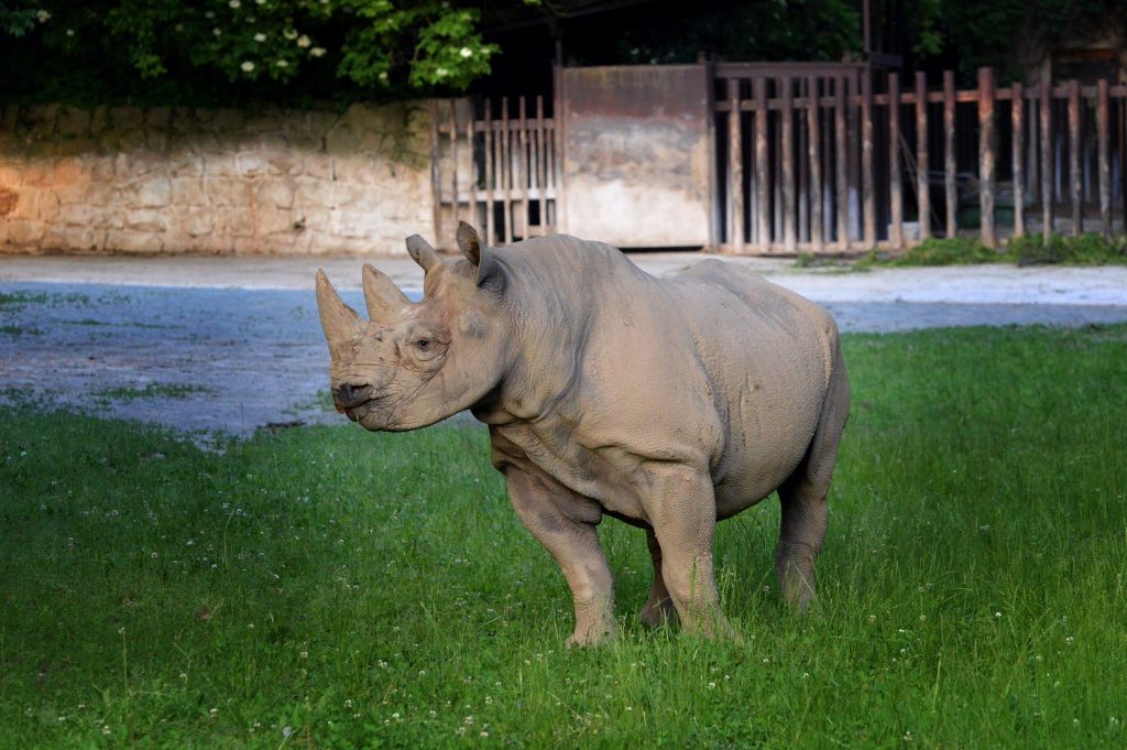 Rhinos to Rwanda