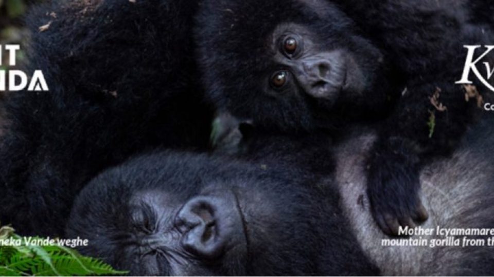 Mother Icyamamare and infant_Gorilla Naming Poll National Geographic