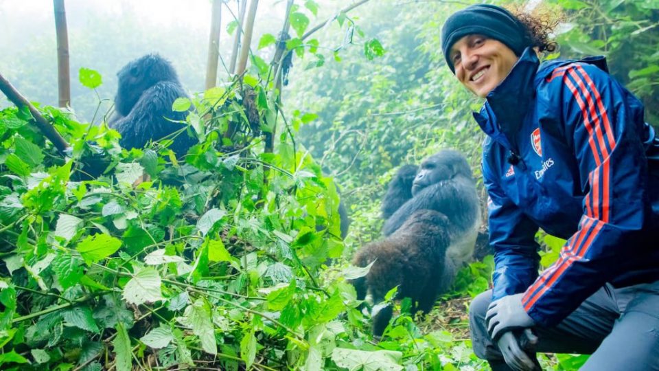 Arsenal Star David Luiz visits Mountain Gorillas in Rwanda (1)