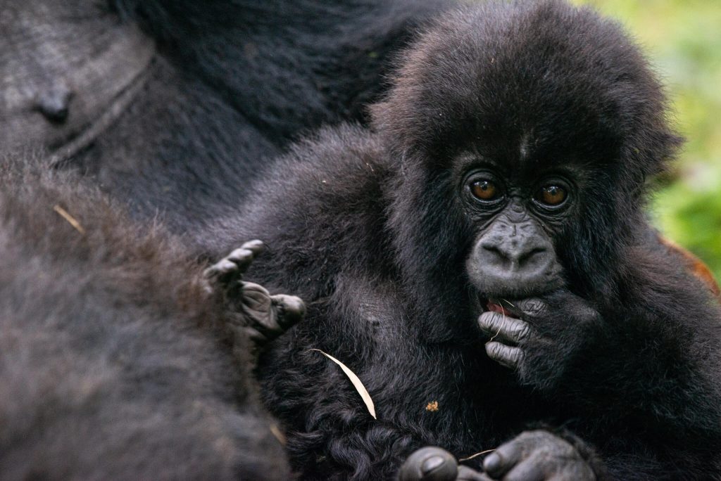One of the baby mountain gorillas who was given the name ‘Amabwiriza’ meaning ‘Guidelines’ by one of the Volcanoes National Park staff