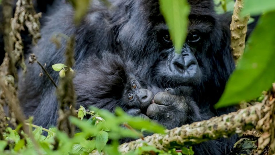 This year’s Kwita Izina baby mountain gorilla naming ceremony will be held on World Gorilla Day