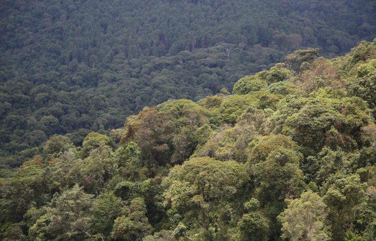 The Gishwati-Mukura landscape in Rwanda’s Western Province was today named among the World Network of Biosphere Reserves by UNESCO
