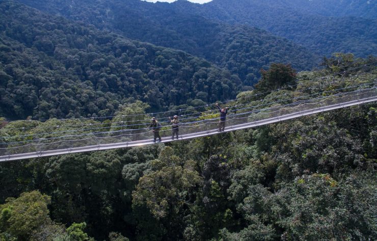 canopy near the Gorilla Image (1)