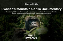 Rwanda’s mountain gorilla documentary premieres globally on Netflix